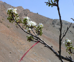 Martenitsa bulgare sur mon premier arbuste en fleurs en Iran, avr. 2015