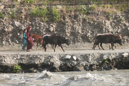 Afghanes conduisant les vaches au champ. Vallée du Payndj entre Voznavd et Shizd