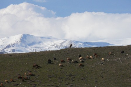 Paturages au pied du massif du mont Sabalan (4811m)