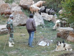 Premiers moutons d'Asie Centrale, reconnaissables à leurs fesses proéminentes, dans la chaîne du Kopet Dag