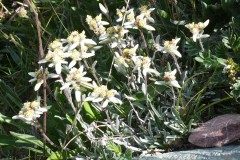 Touffes d'edelweiss dans les prés