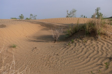 Karakum. Mini-dunes au soleil levant