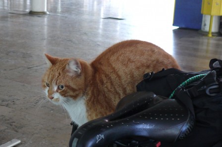 Gare Sirkeci, Istanbul. J'attends un autre chat pour équilibrer mes sacoches.